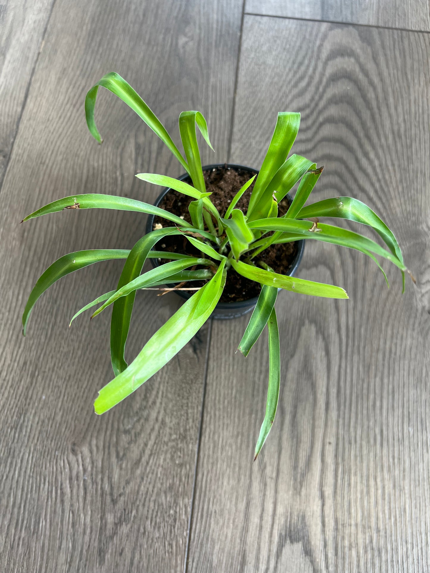 Chlorophytum comosum 'Spider Plant'