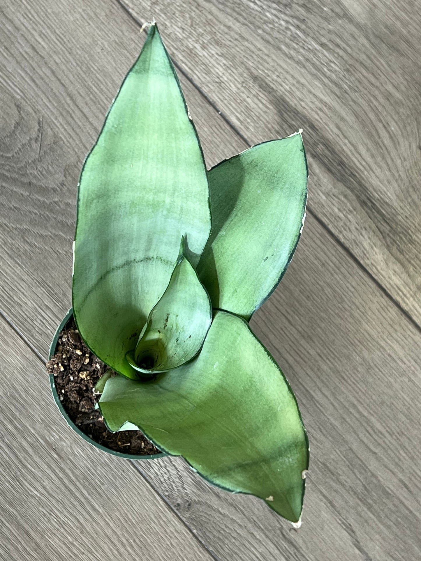 Sansevieria ‘Moonshine’