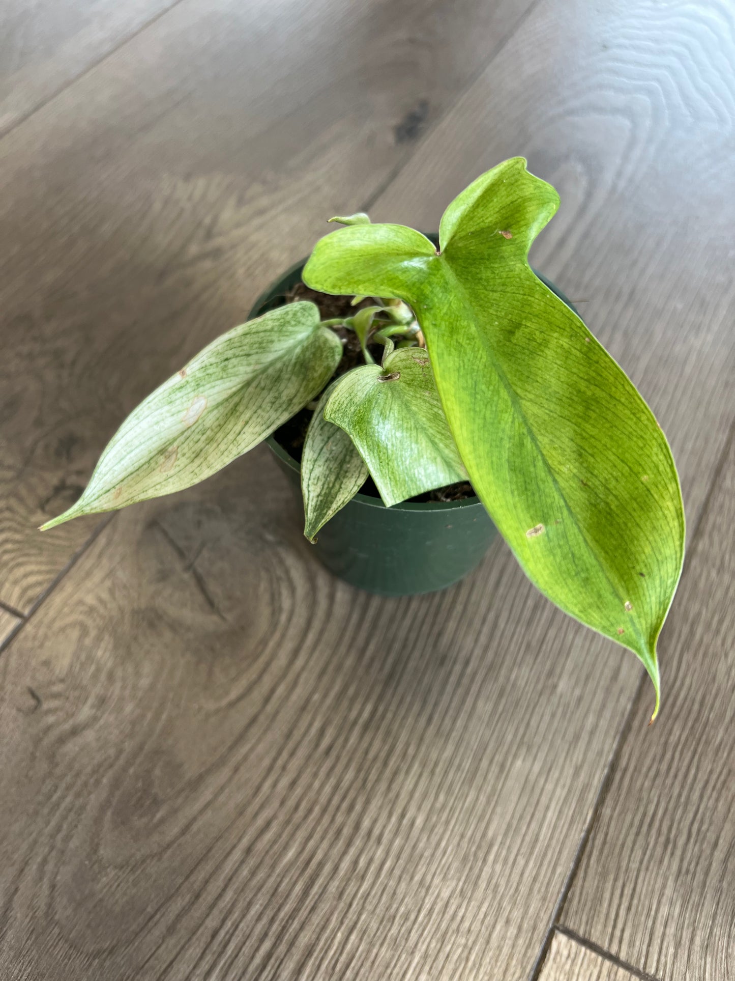Philodendron 'Florida Ghost mint’