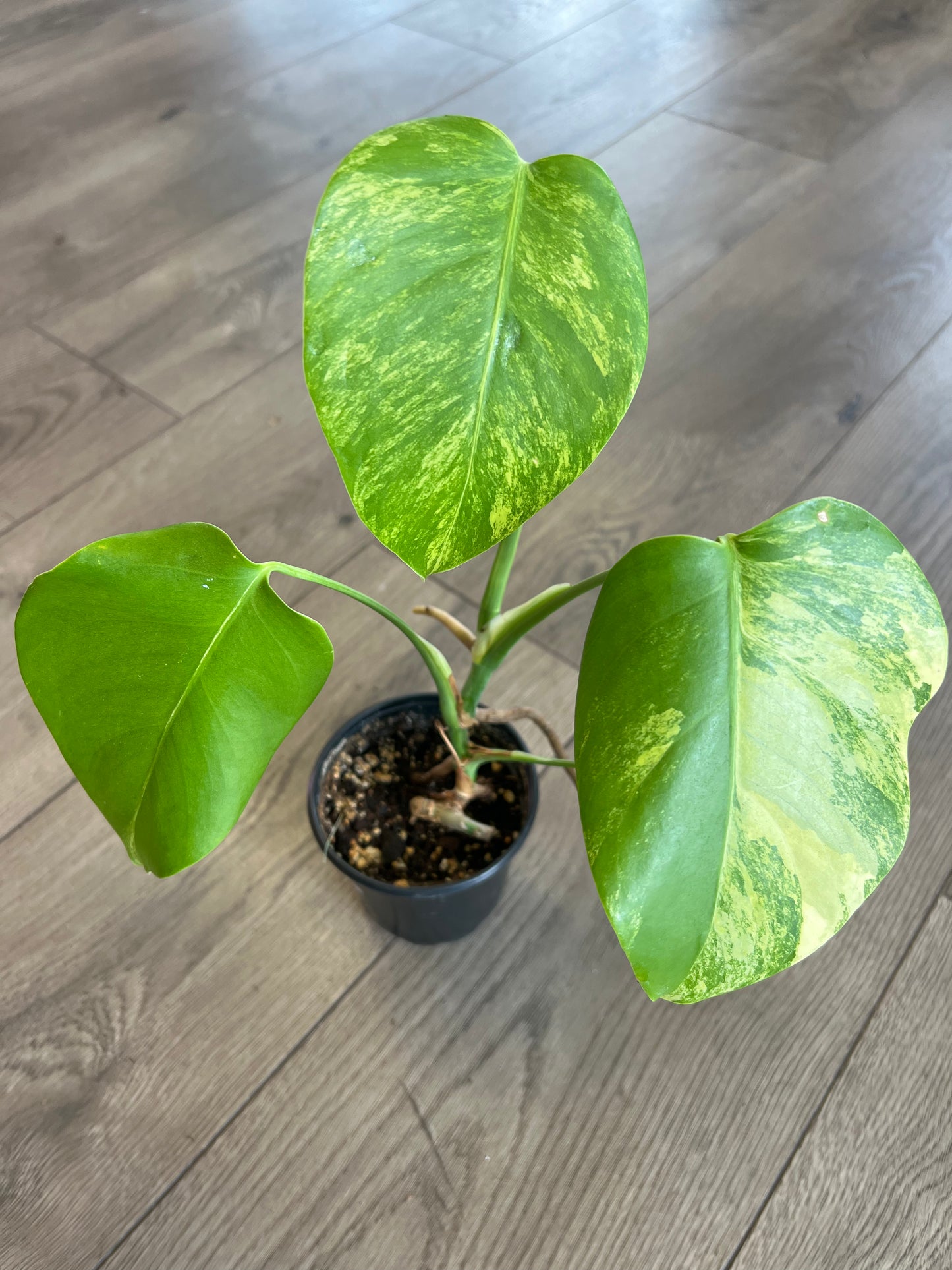 Monstera deliciosa aurea