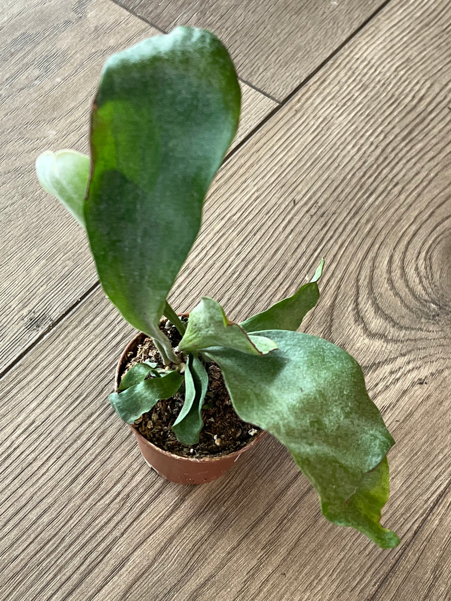 Platycerium ‘Staghorn Fern’