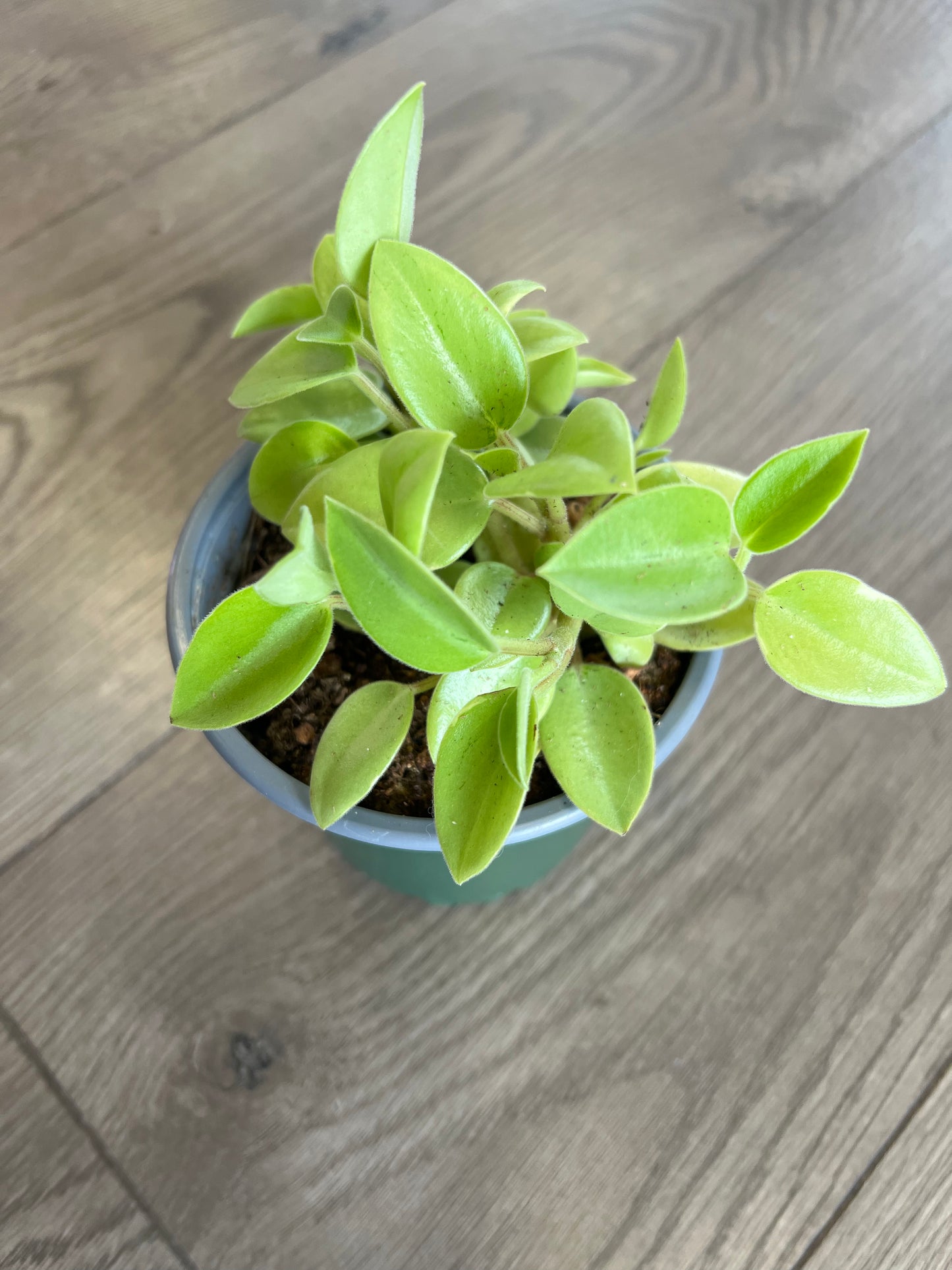 Peperomia orba ‘Pixie Lime’