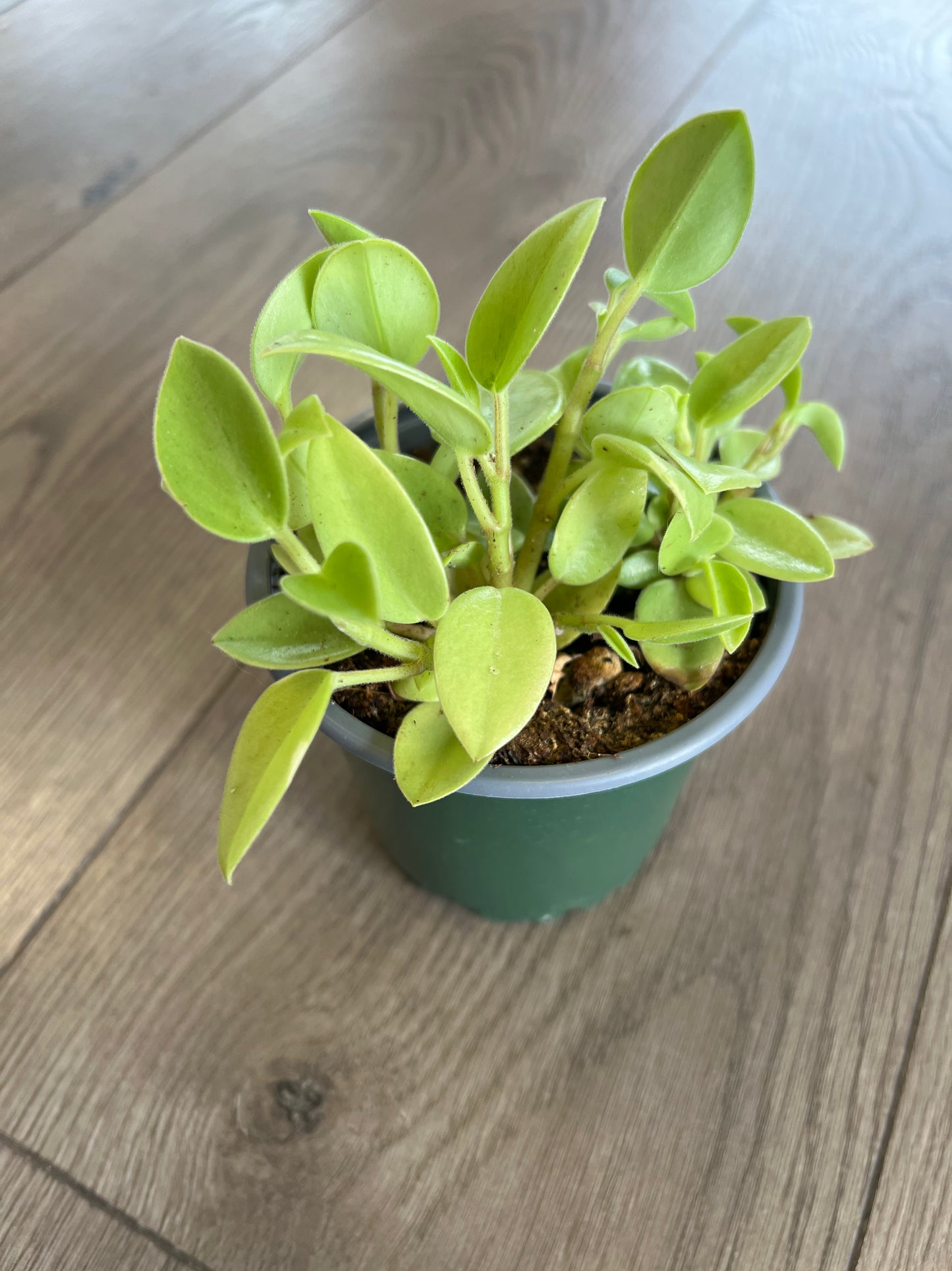 Peperomia orba ‘Pixie Lime’