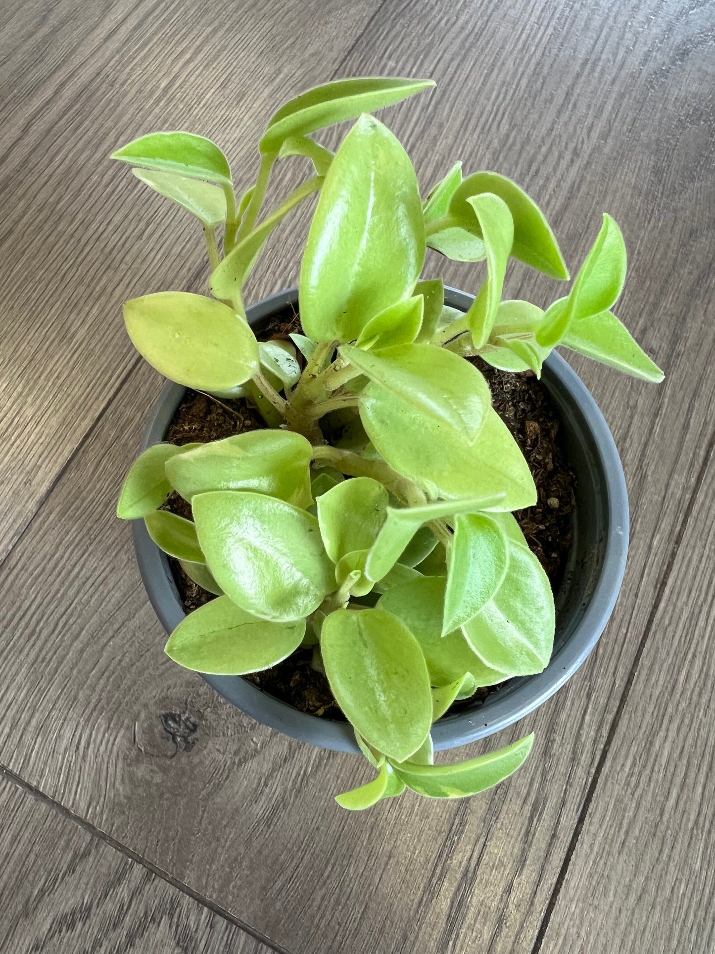 Peperomia orba ‘Pixie Lime’