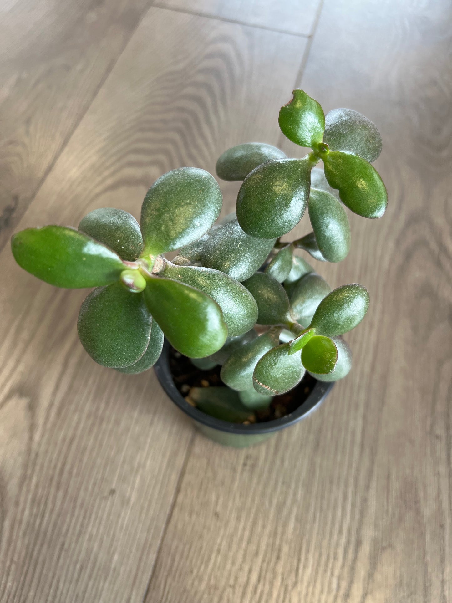 Crassula ovata 'Jade’