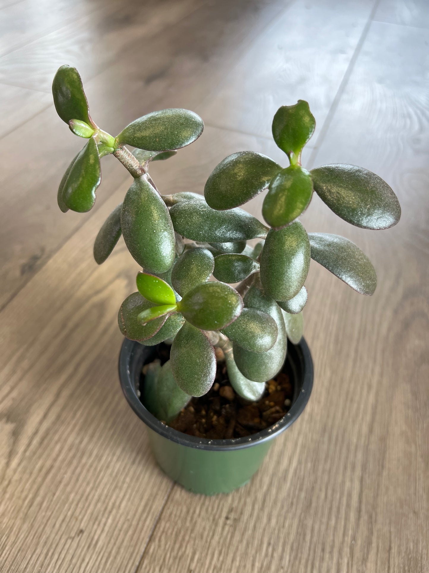 Crassula ovata 'Jade’