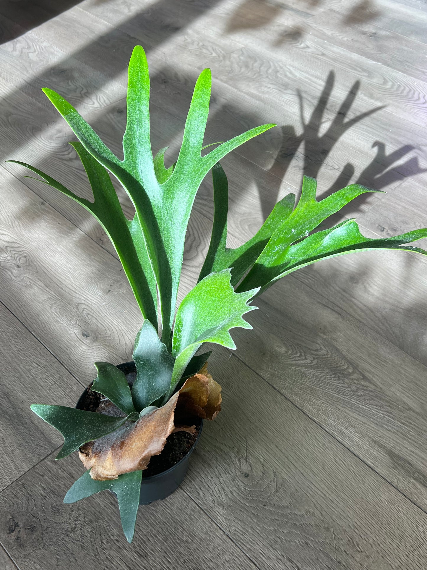 Platycerium bifurcated ‘Staghorn Fern’