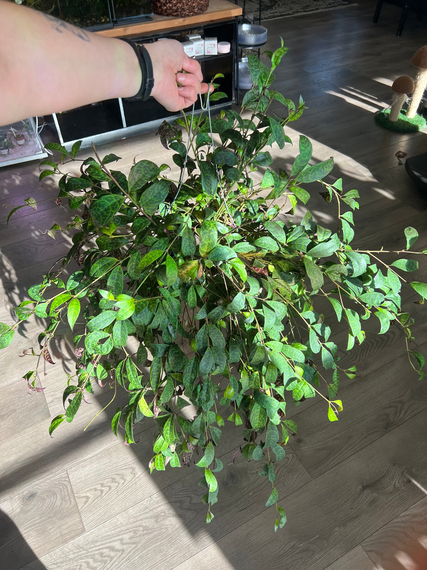 Aeschynanthus longicaulis 'Black Pagoda Lipstick'