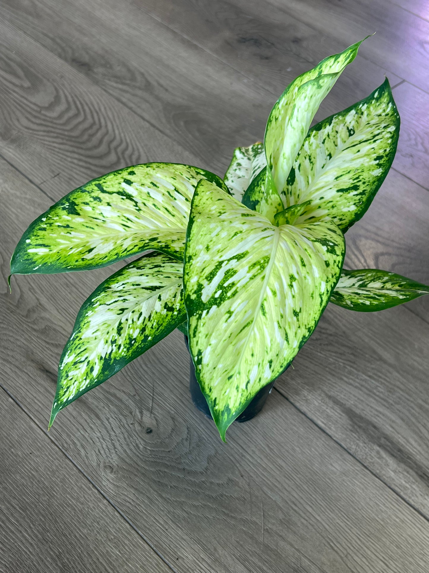 Dieffenbachia ‘Amy’