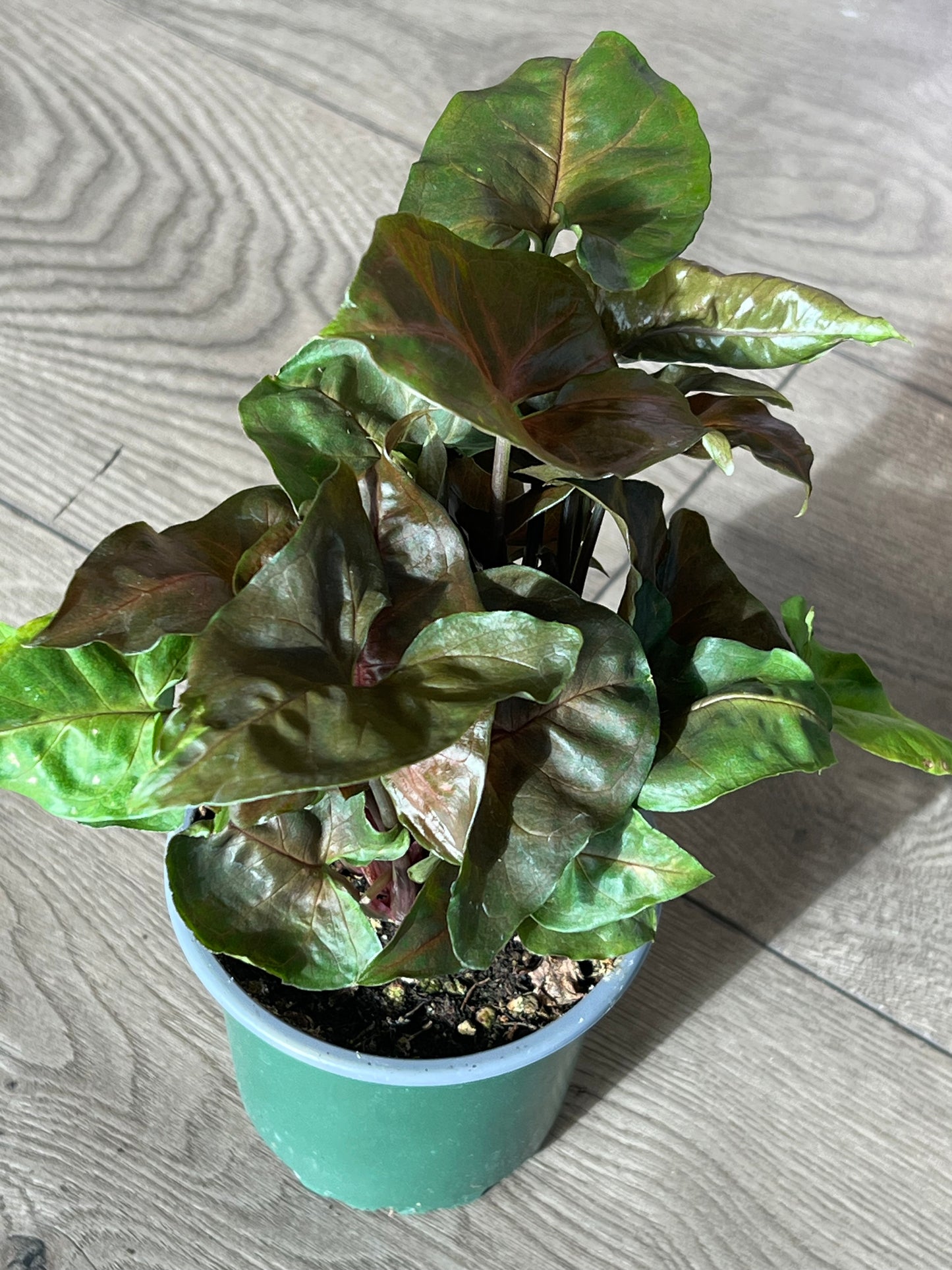 Syngonium 'Maria’