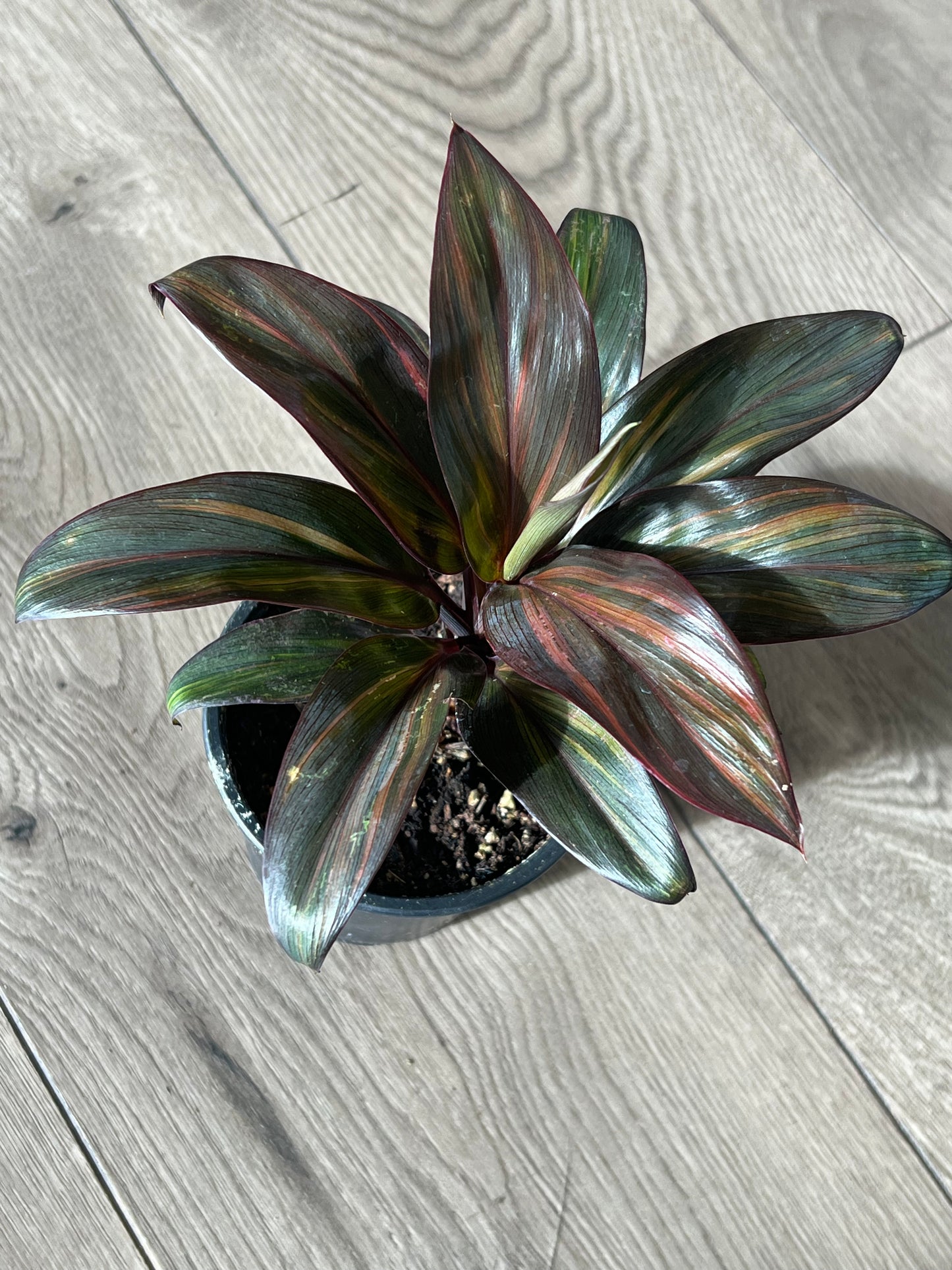 Cordyline ‘Rainbow doll’