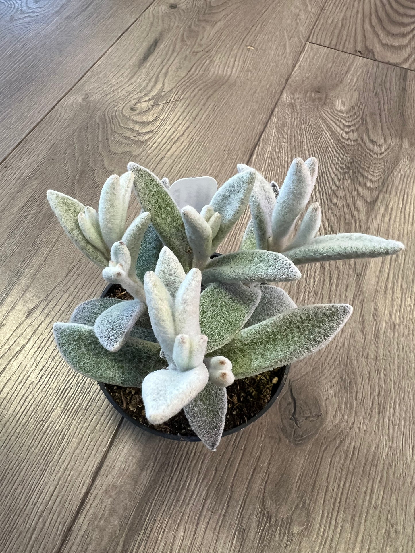 Kalanchoe ‘Polar Bear’