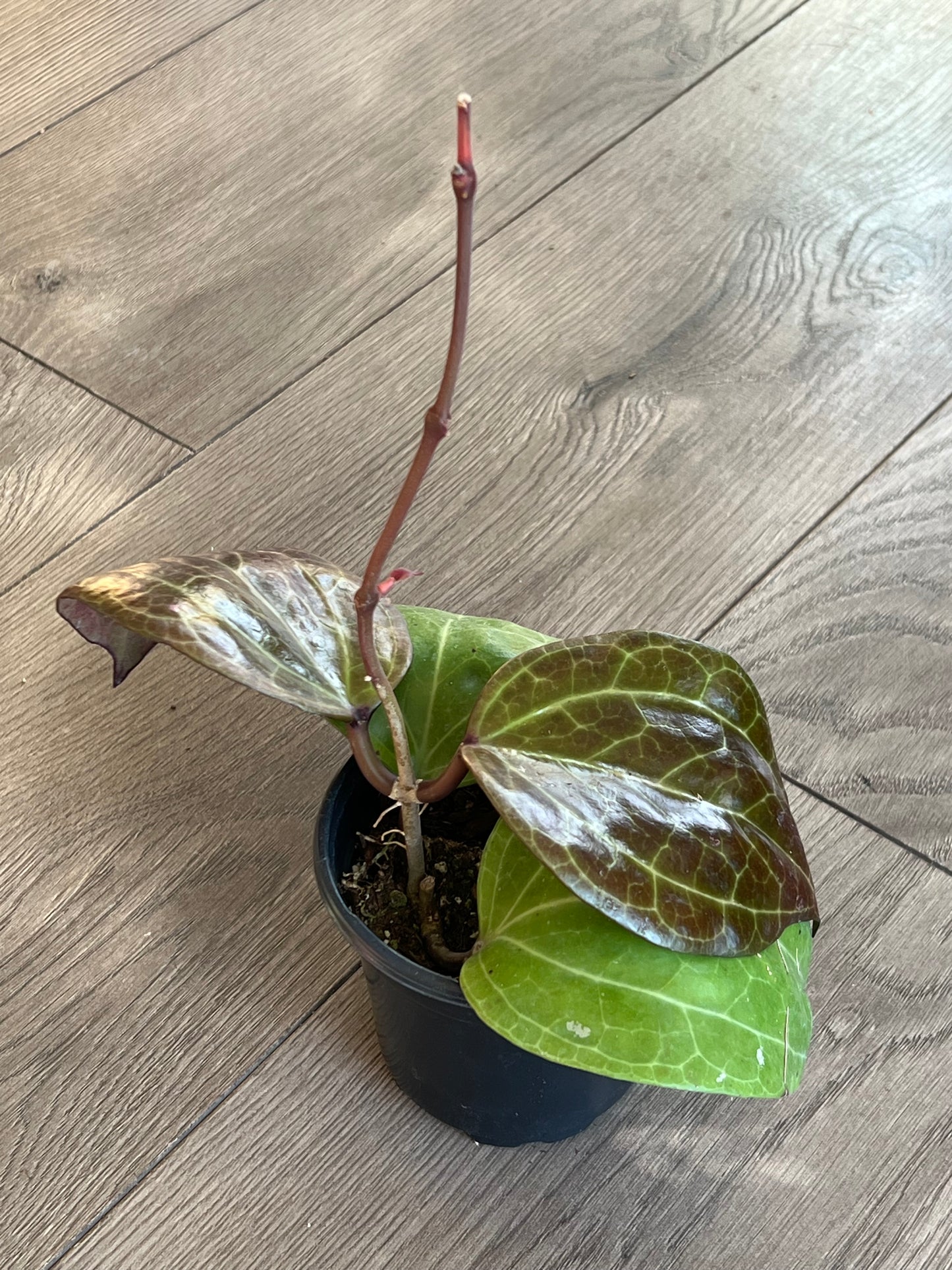 Hoya latifolia 'Sarawak'