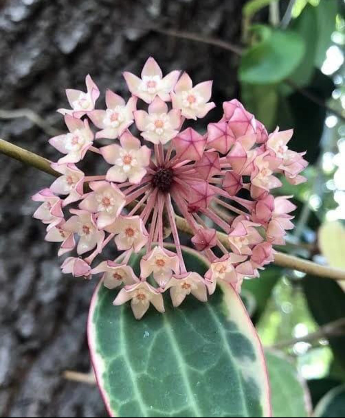 Hoya 'Macrophylla