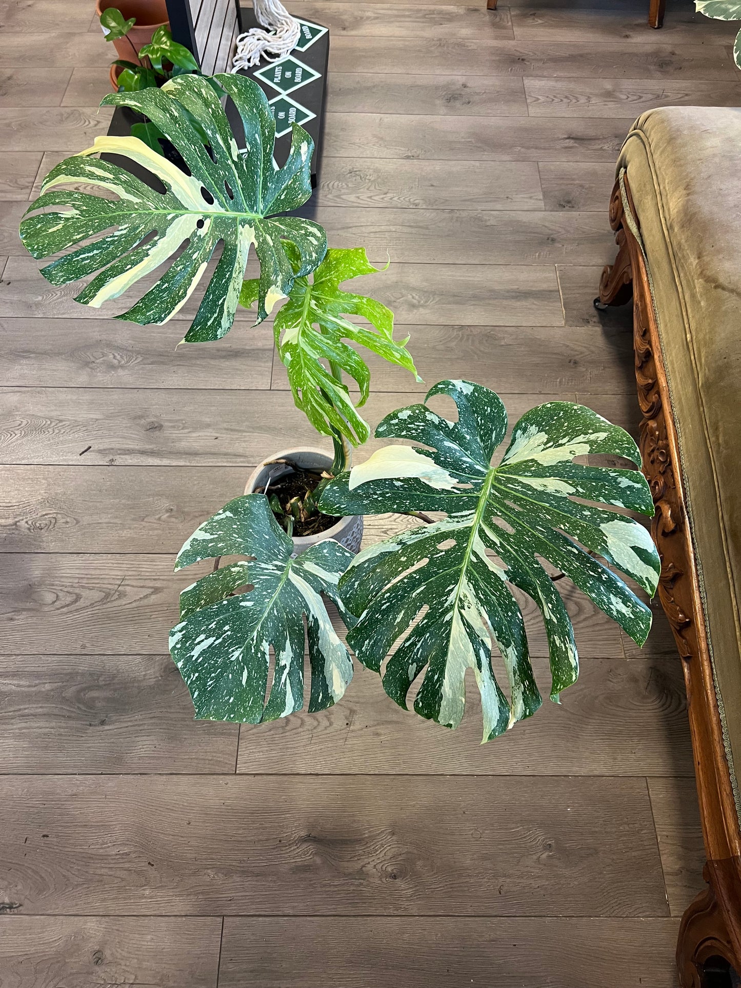 Monstera deliciosa ‘Thai Constalation’