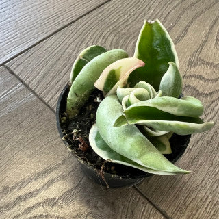 Hoya compacta 'Rope plant variegated