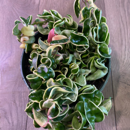 Hoya compacta 'Rope plant variegated