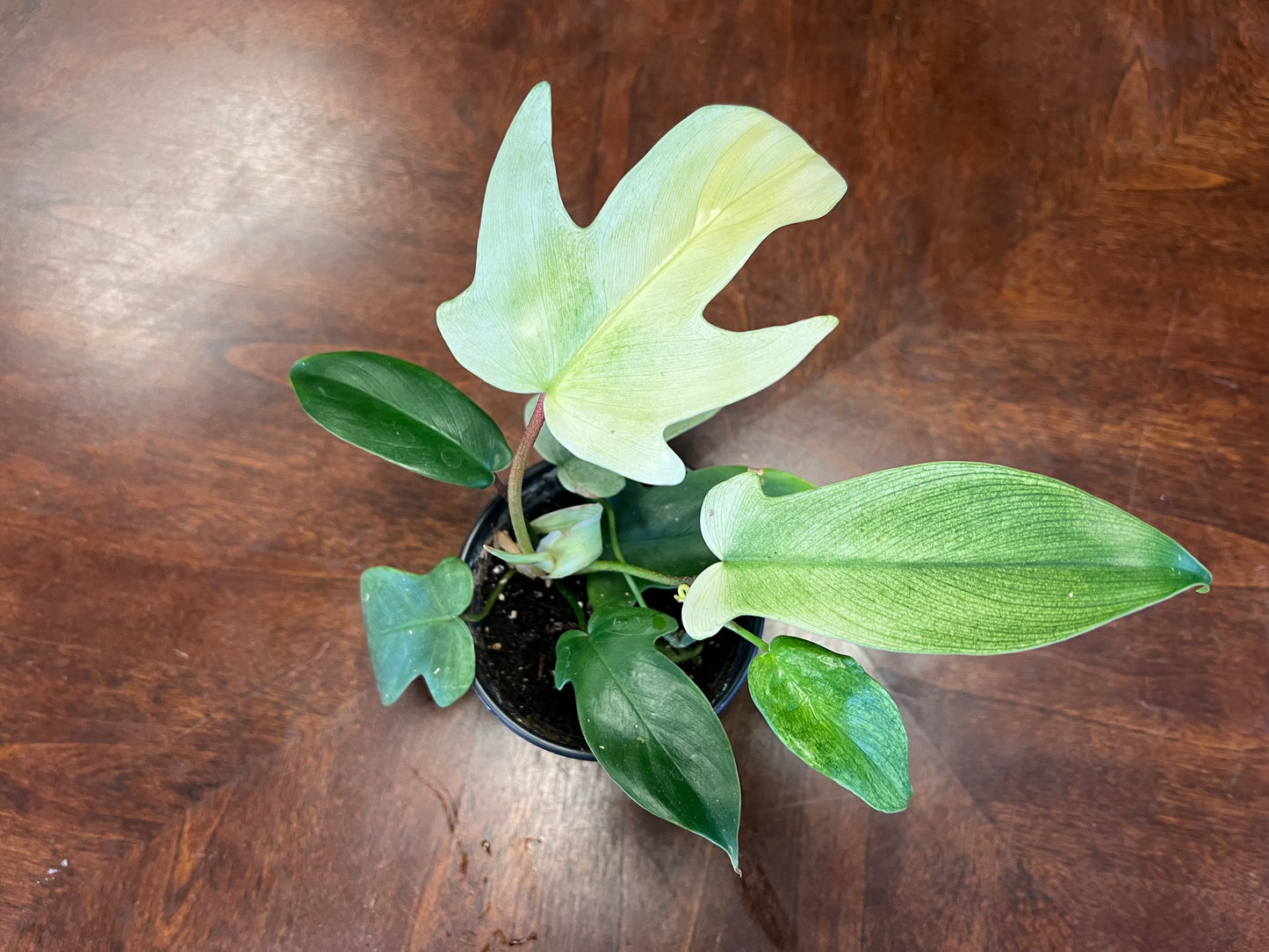 Philodendron ‘Florida Ghost’