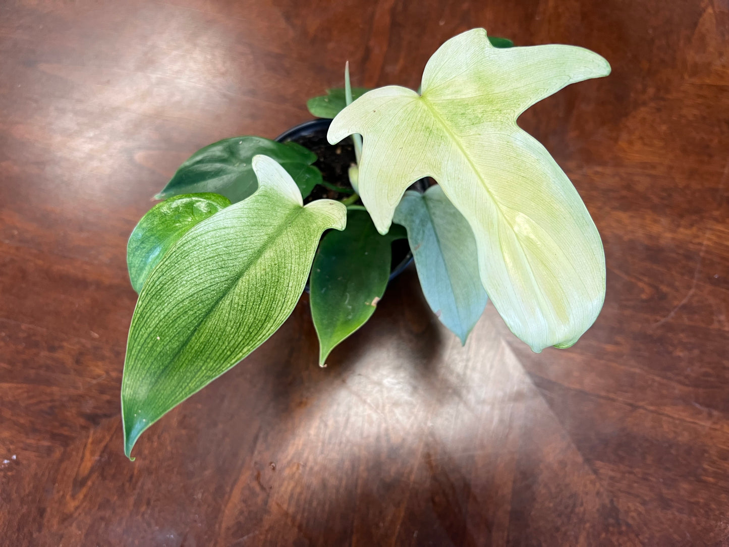 Philodendron ‘Florida Ghost’