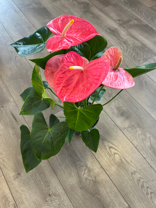 Anthurium araceae ~ Pink