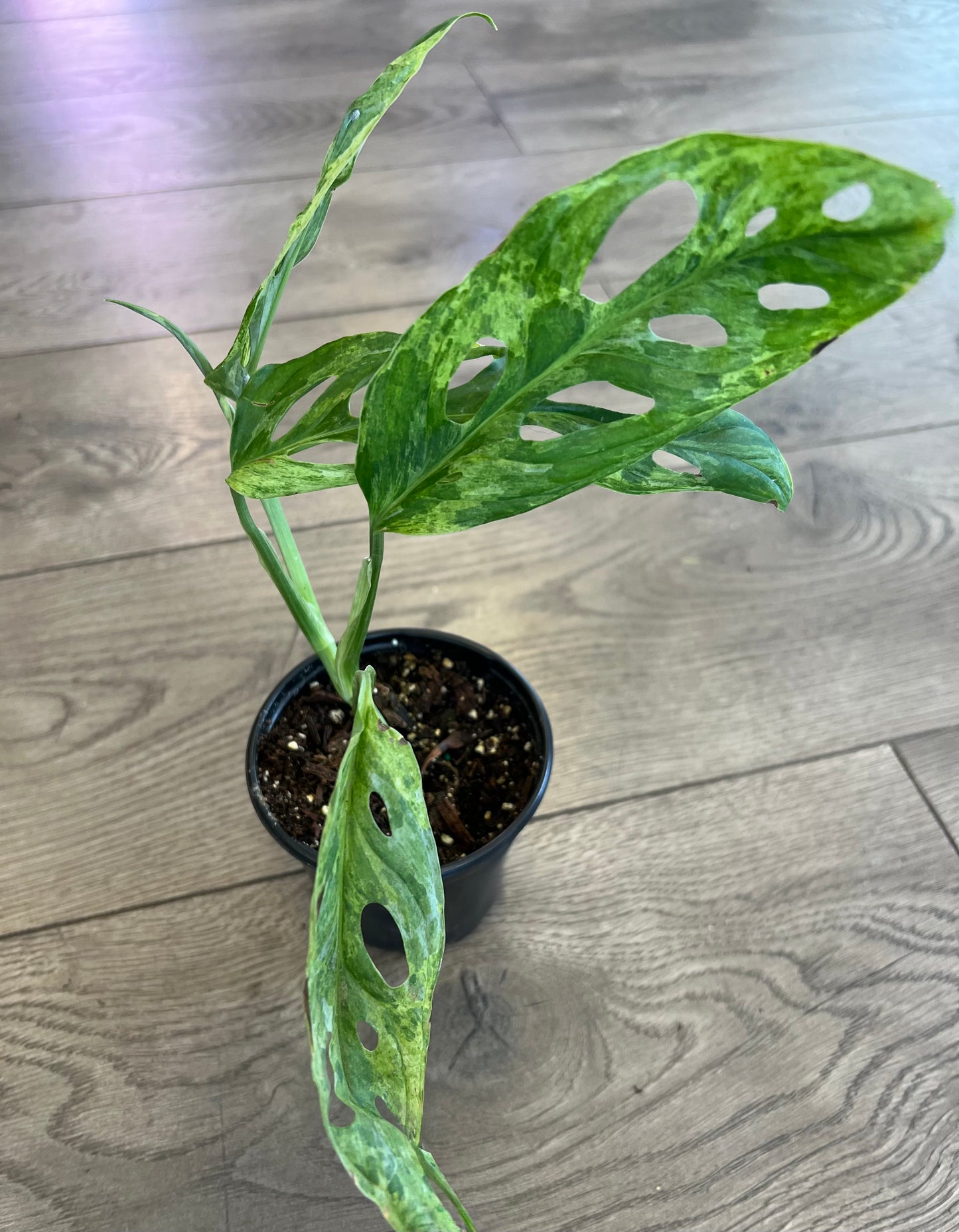 Monstera adansonii 'Mint'