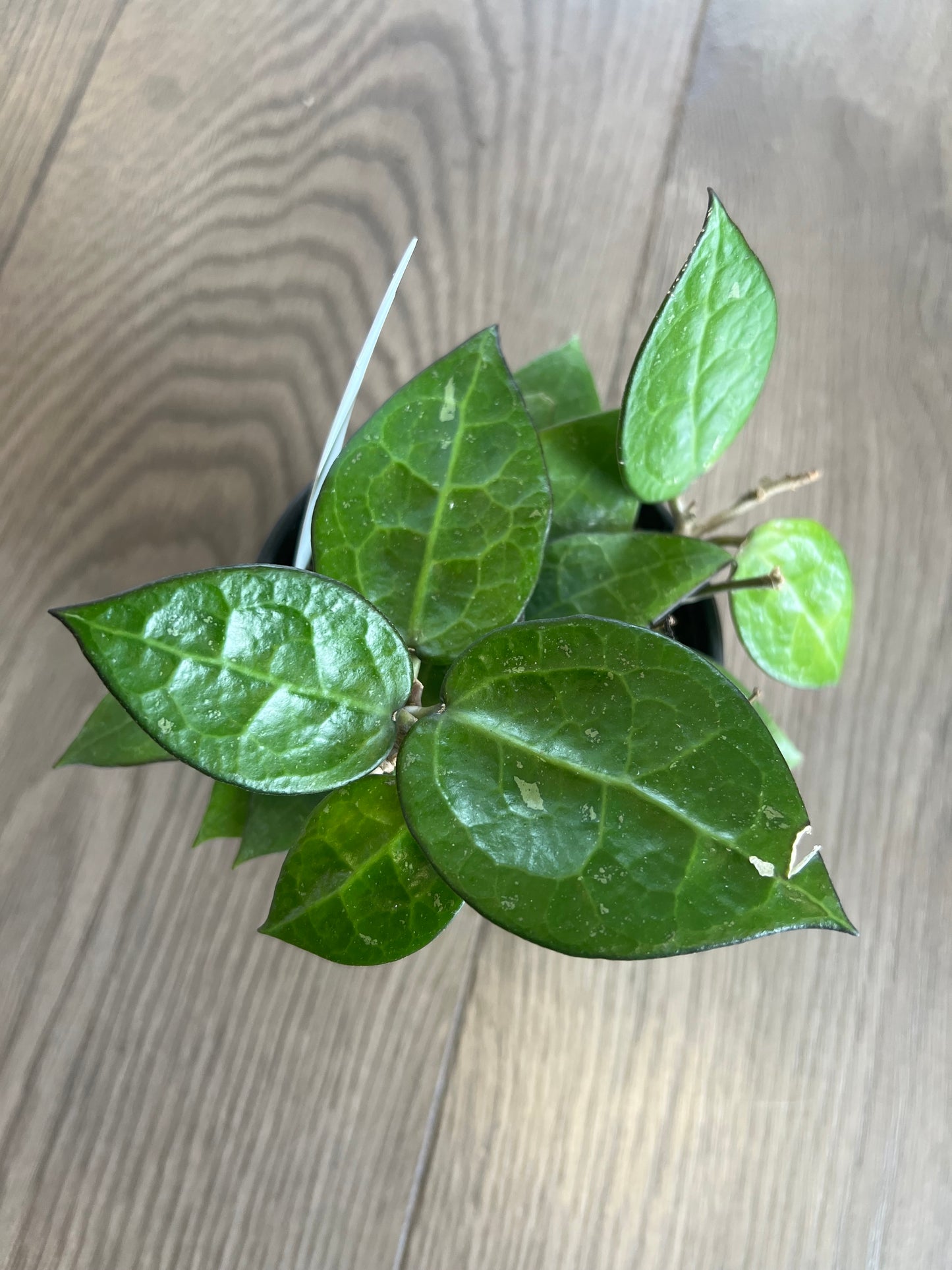 Hoya parasitica ‘Black Margin’
