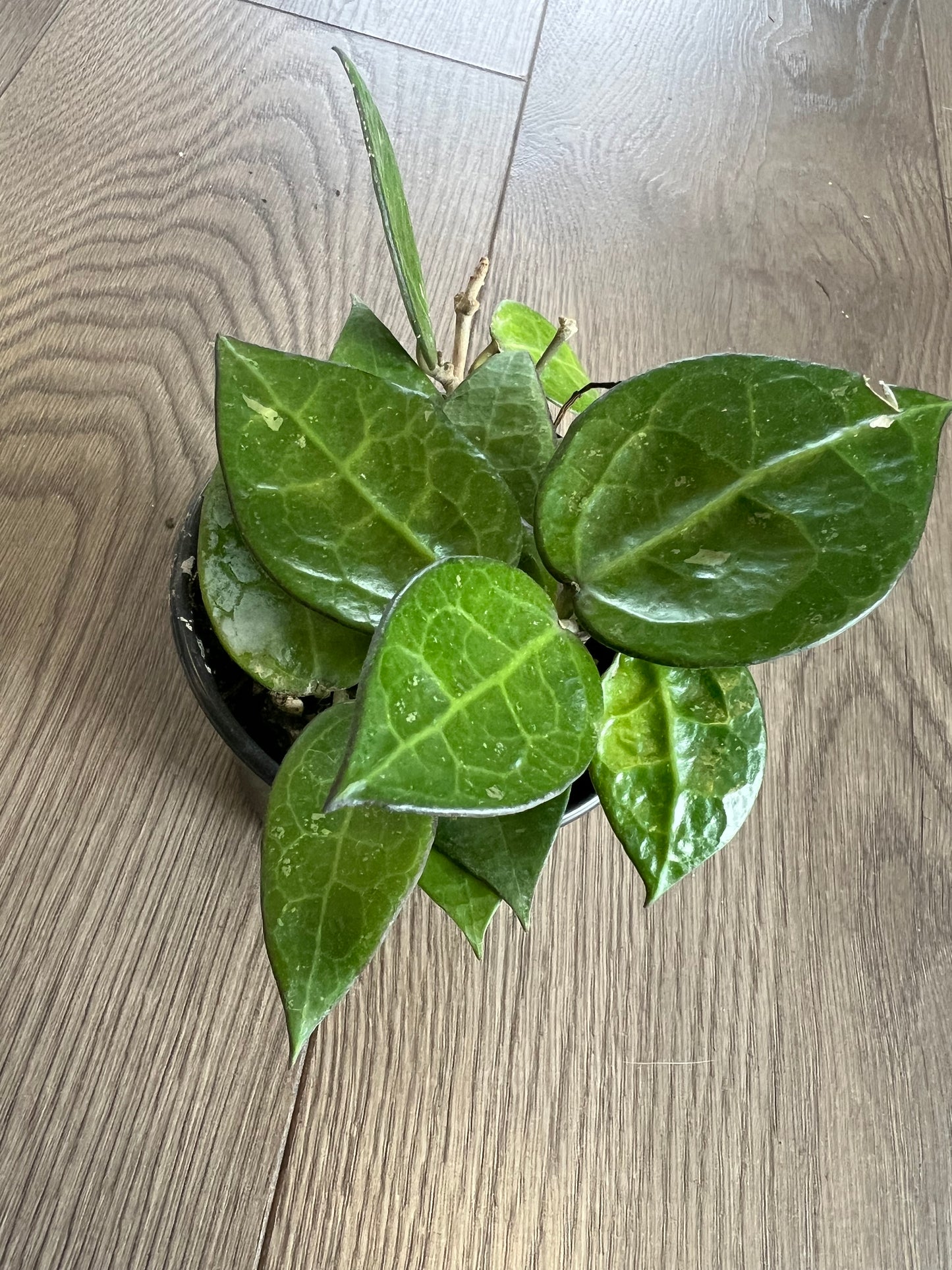 Hoya parasitica ‘Black Margin’
