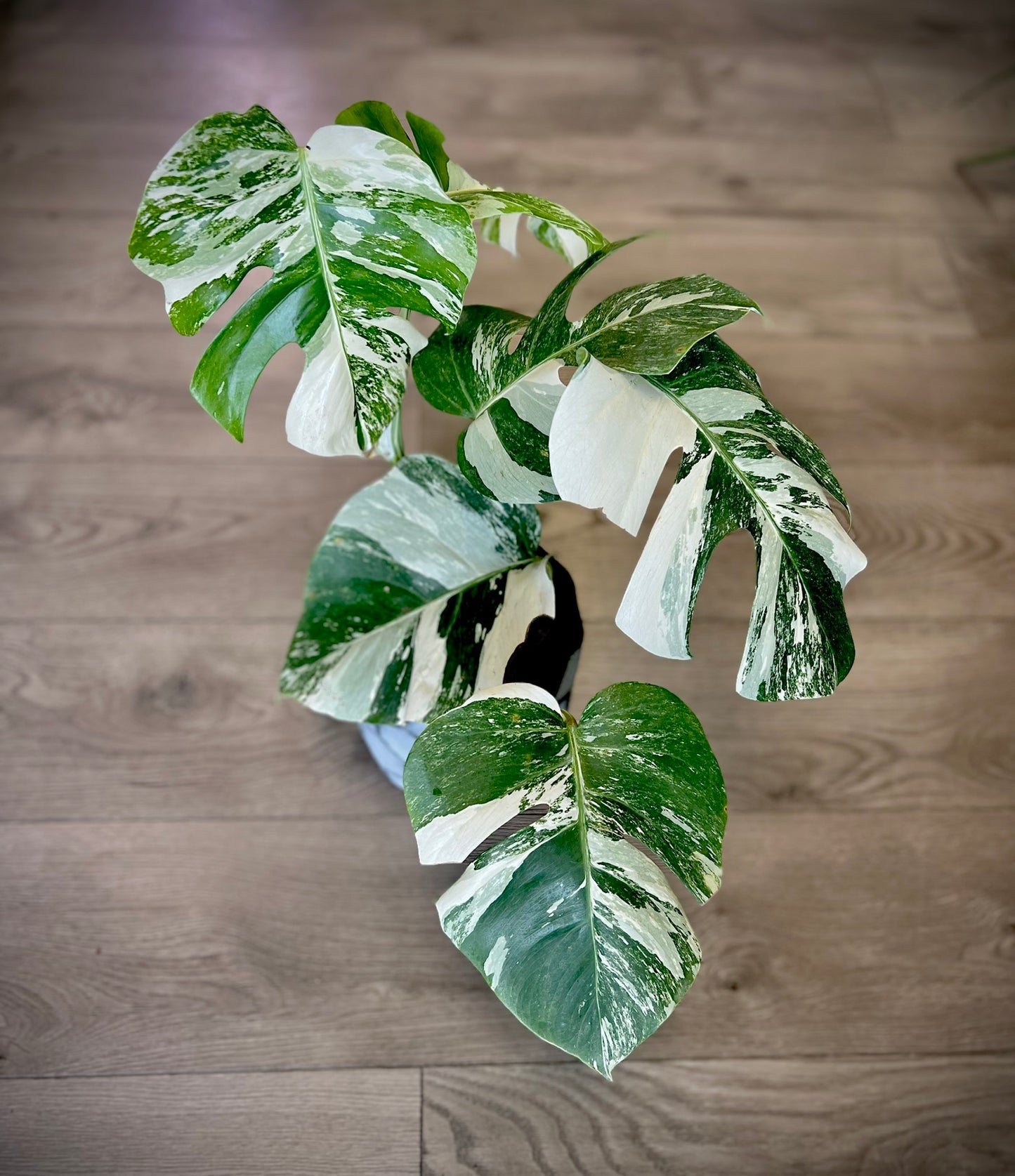 Monstera deliciosa albo