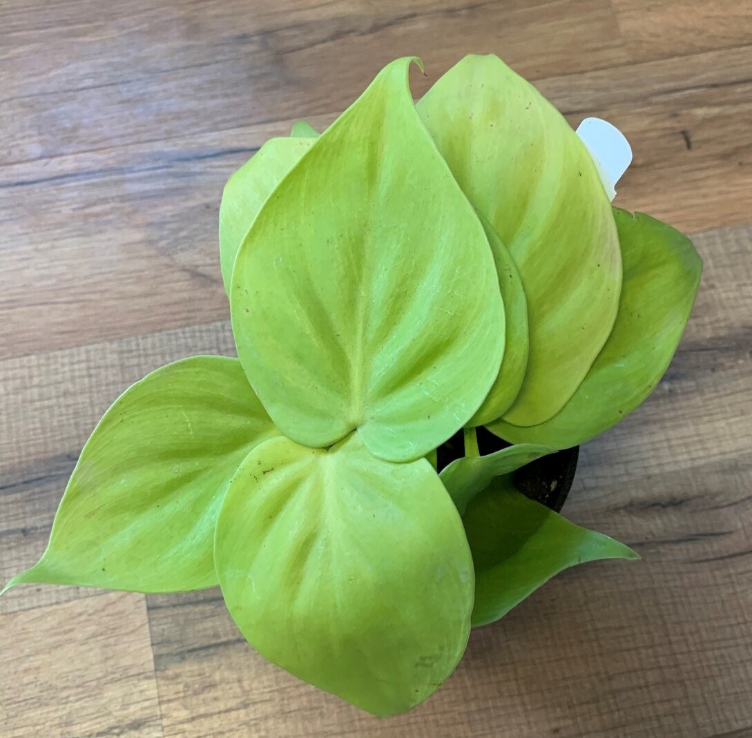 Philodendron heder 'Lemon Lime Heart leaf Philo'