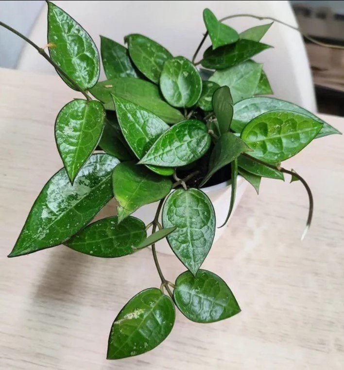 Hoya parasitica ‘Black Margin’