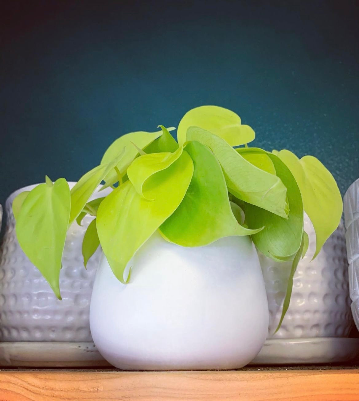 Philodendron heder 'Lemon Lime Heart leaf Philo'