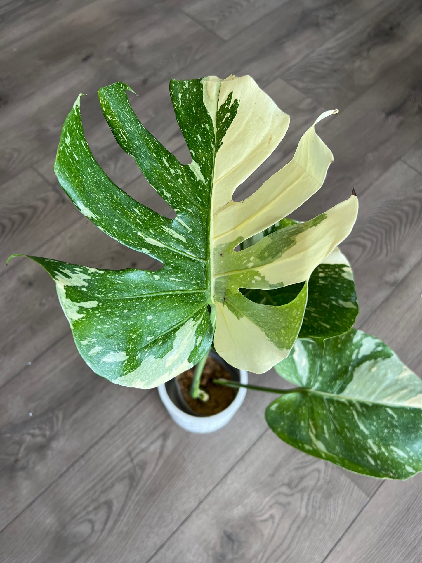 Monstera deliciosa ‘Thai Constalation’