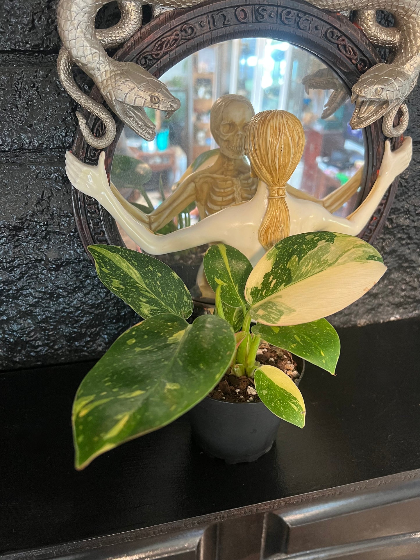 Philodendron green congo 'Copper Flame'