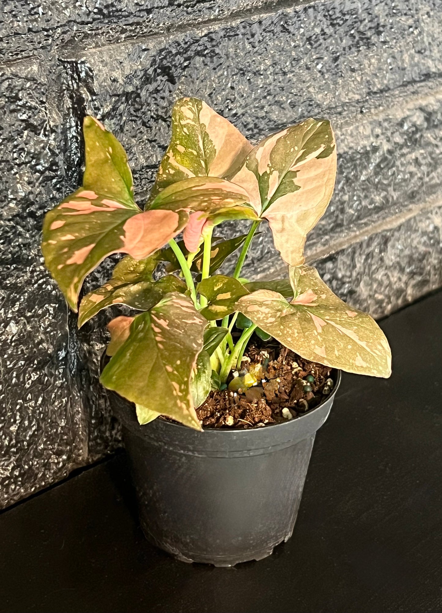 Syngonium 'Pink Splash'