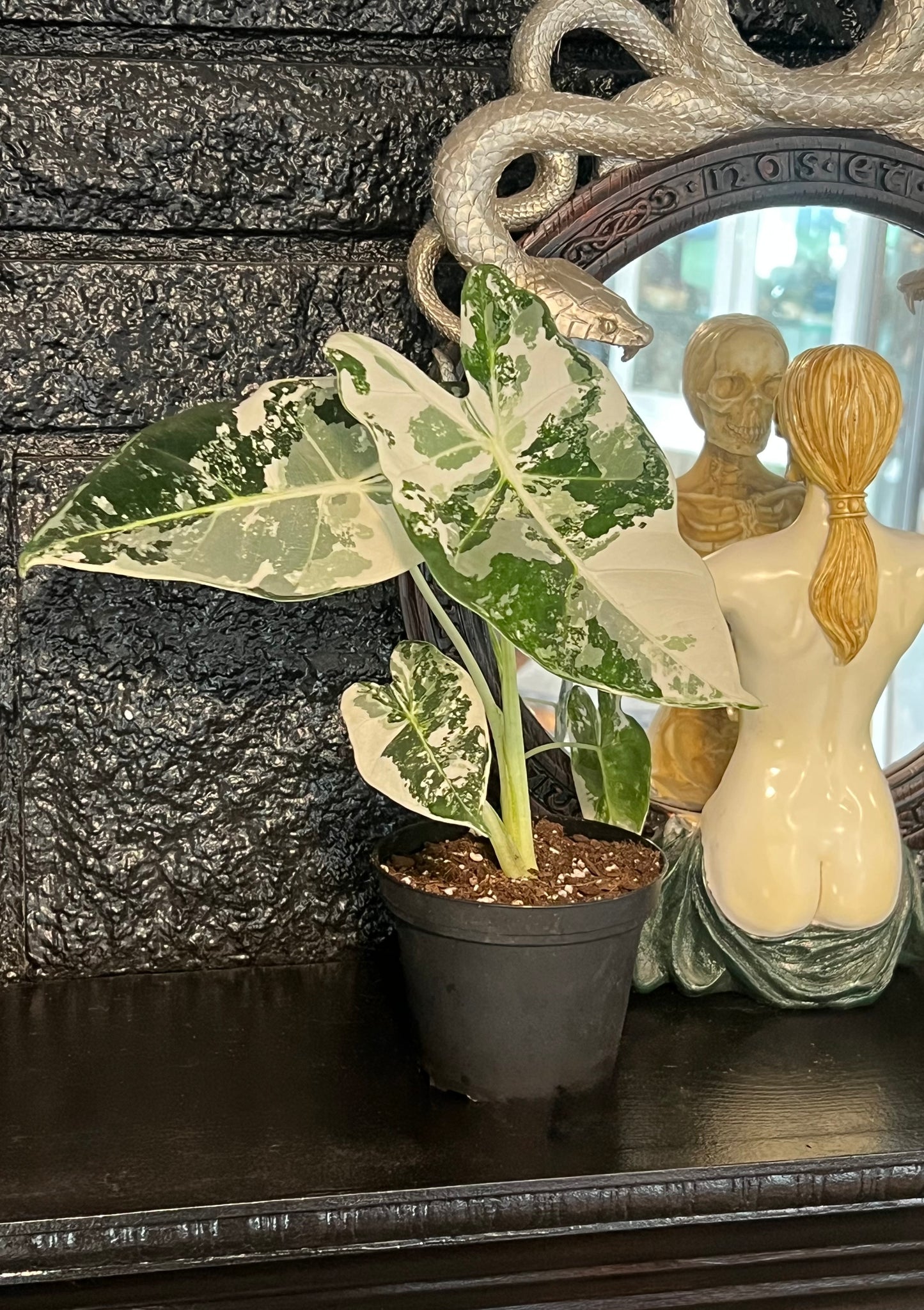 Alocasia 'Frydeck Variegated'