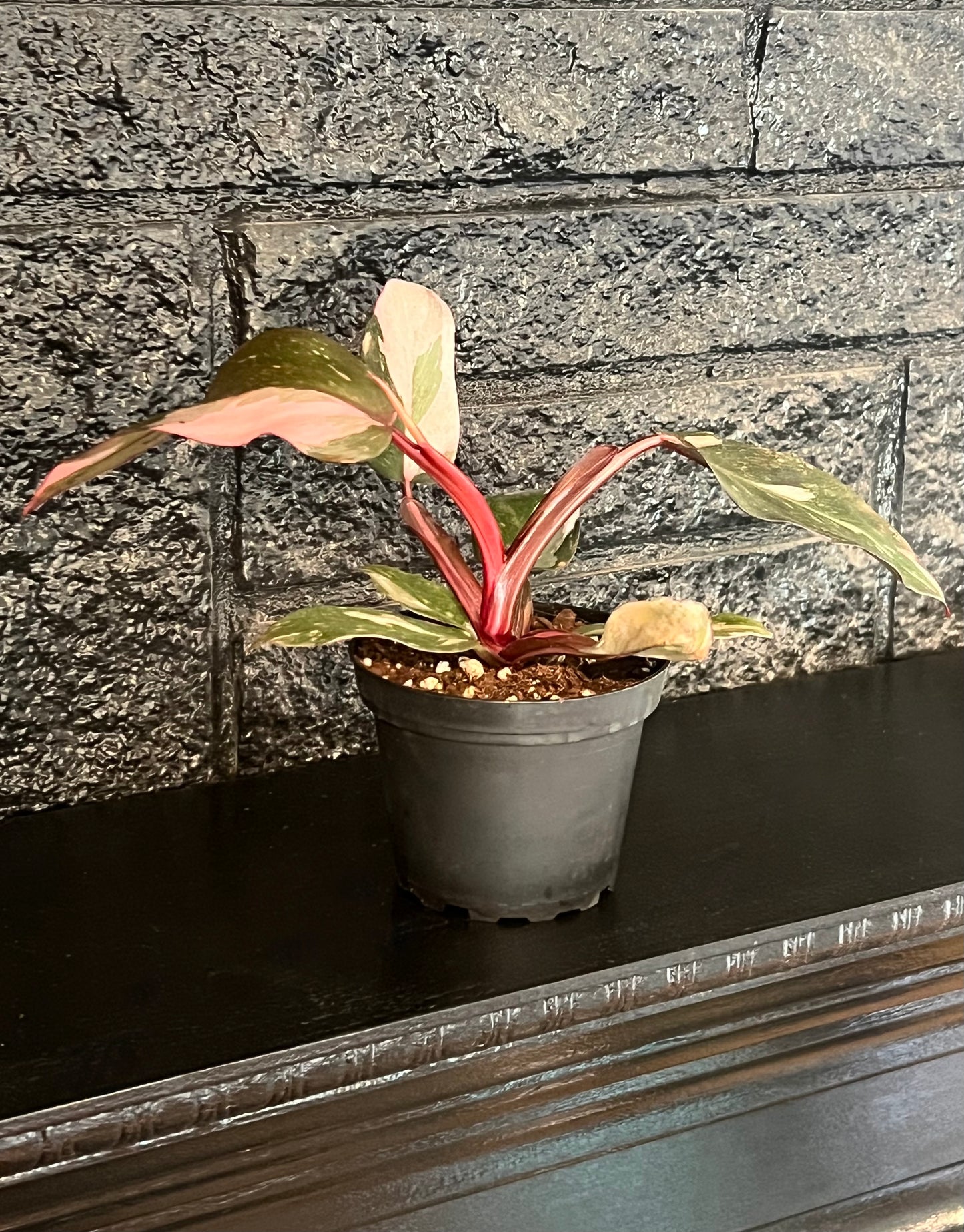Philodendron Red Anderson 'Pink Knight