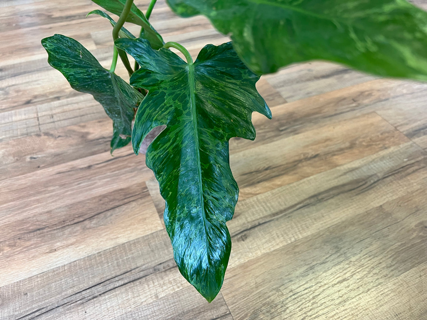 Philodendron Mottled Dragon