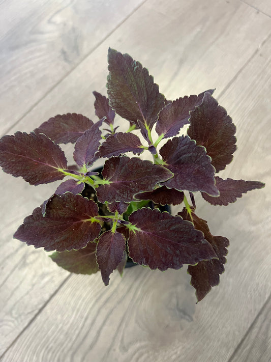 Coleus 'Chocolate Mint'