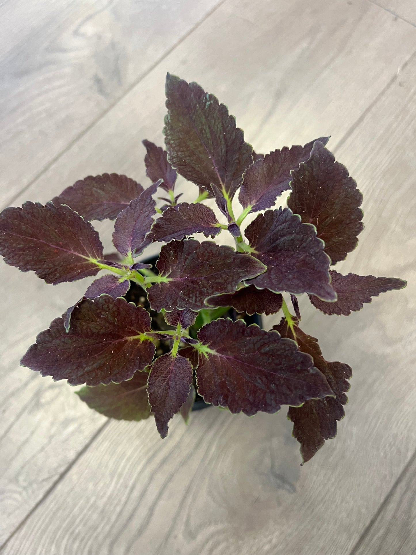 Coleus 'Chocolate Mint'