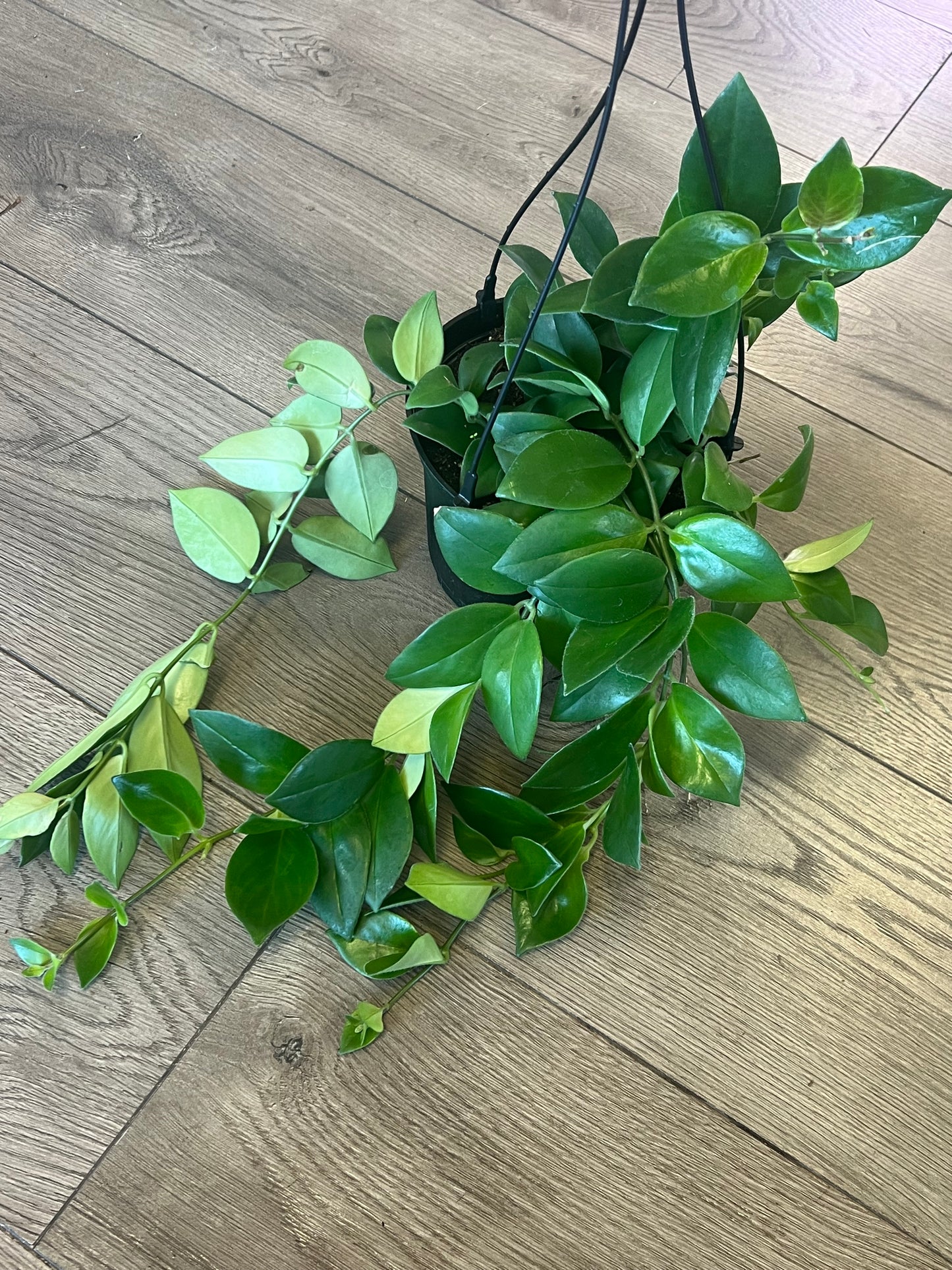 Aeschynanthus obconicus 'Mona Lisa Lipstick'