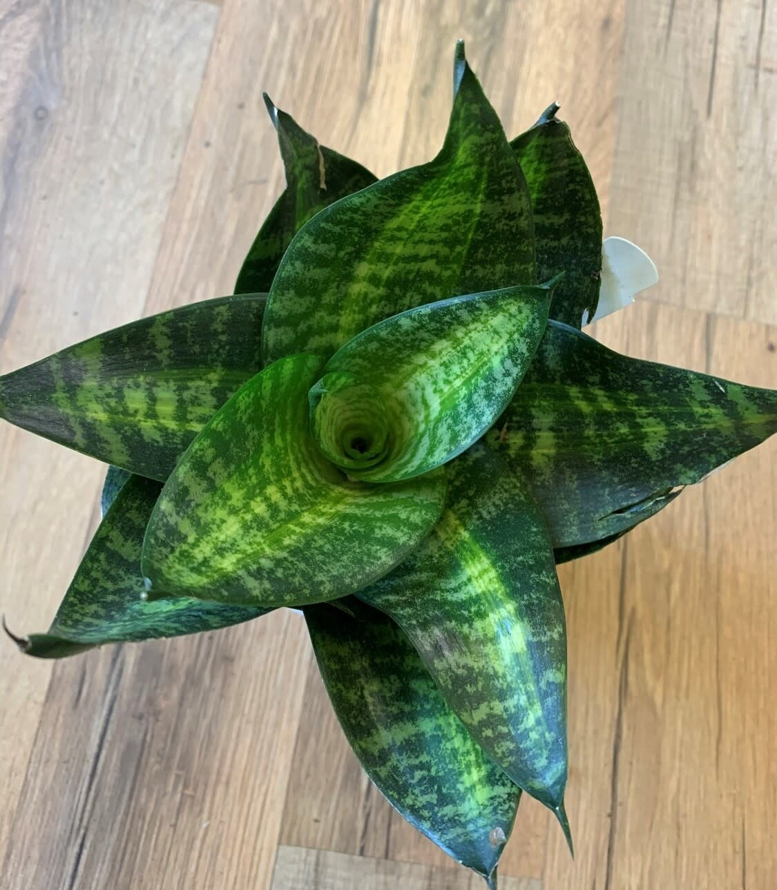 Sansevieria 'Green Hahnii’ Snake Plant
