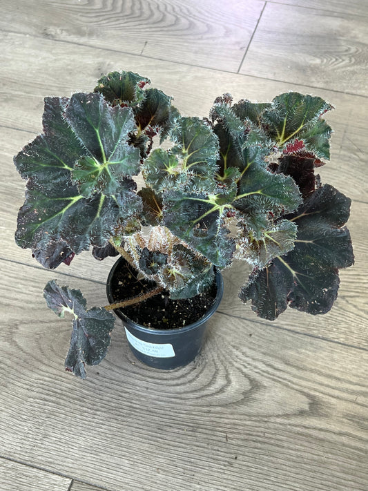 Begonia Rex 'Carol Knight'