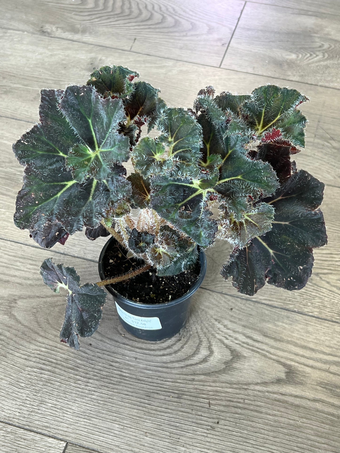 Begonia Rex 'Carol Knight'