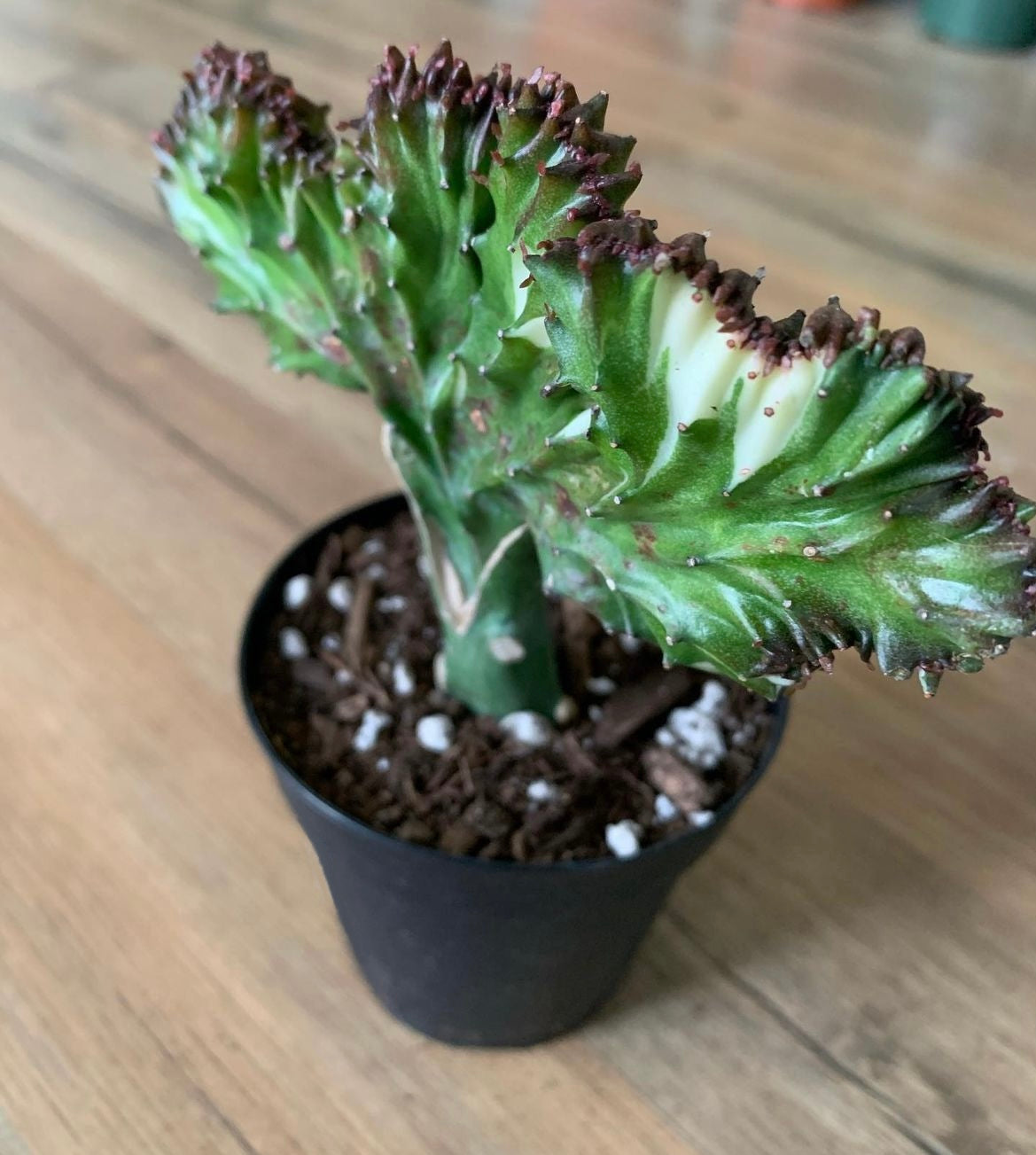 Euphorbia lactea crest  ‘Mermaid’s Tail’
