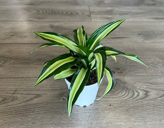 Dracaena ‘Malaika’