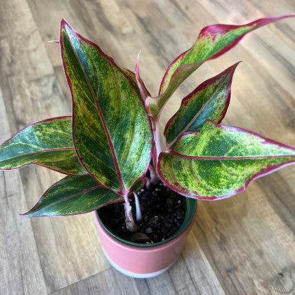 Aglaonema 'Siam'