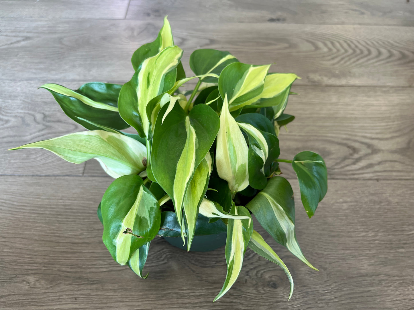 Philodendron cordatum 'Cream Splash'