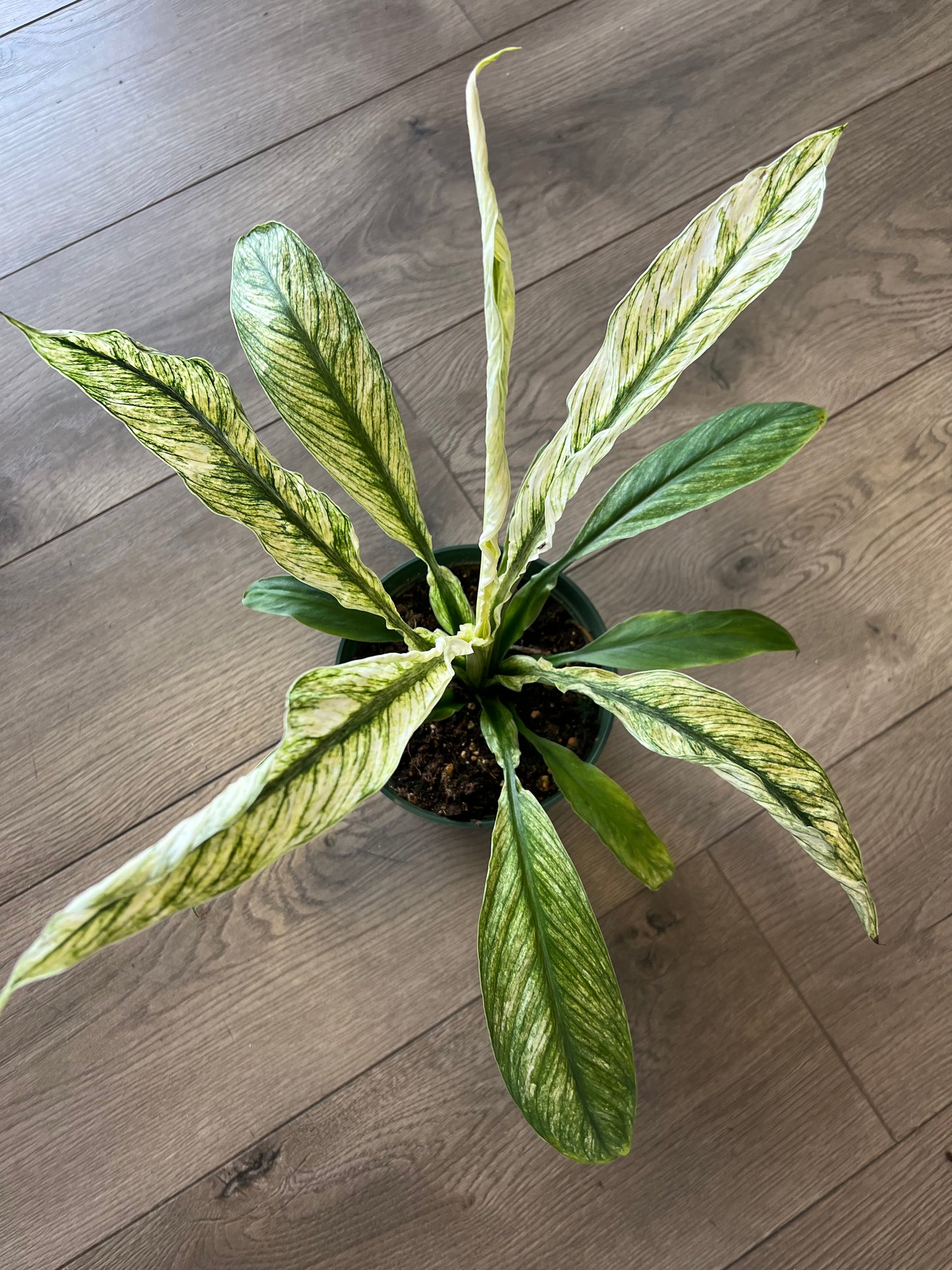 Spathiphyllum 'Jessica Peace Lily'