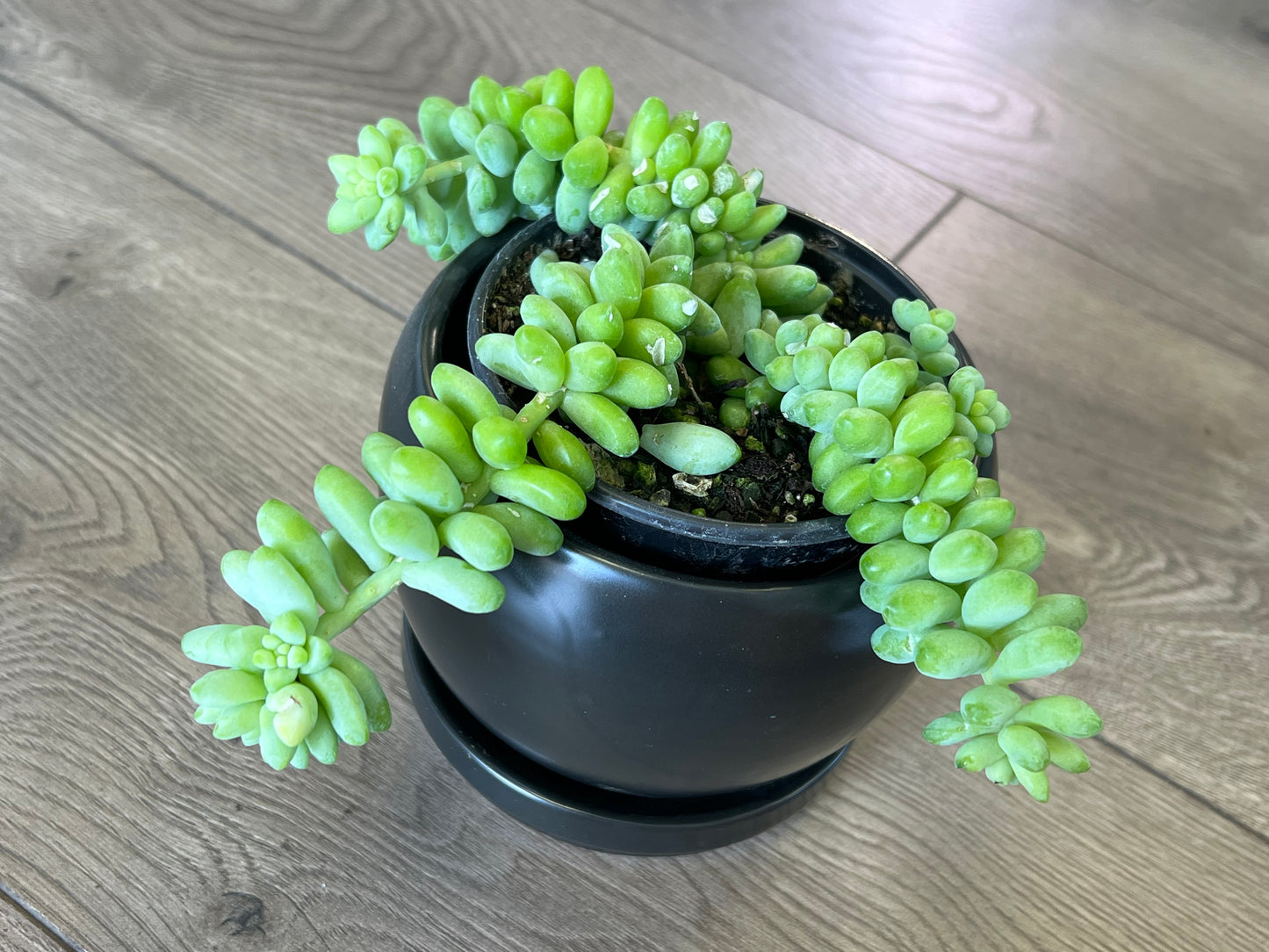 Sedum morganianum 'Burro's Tail