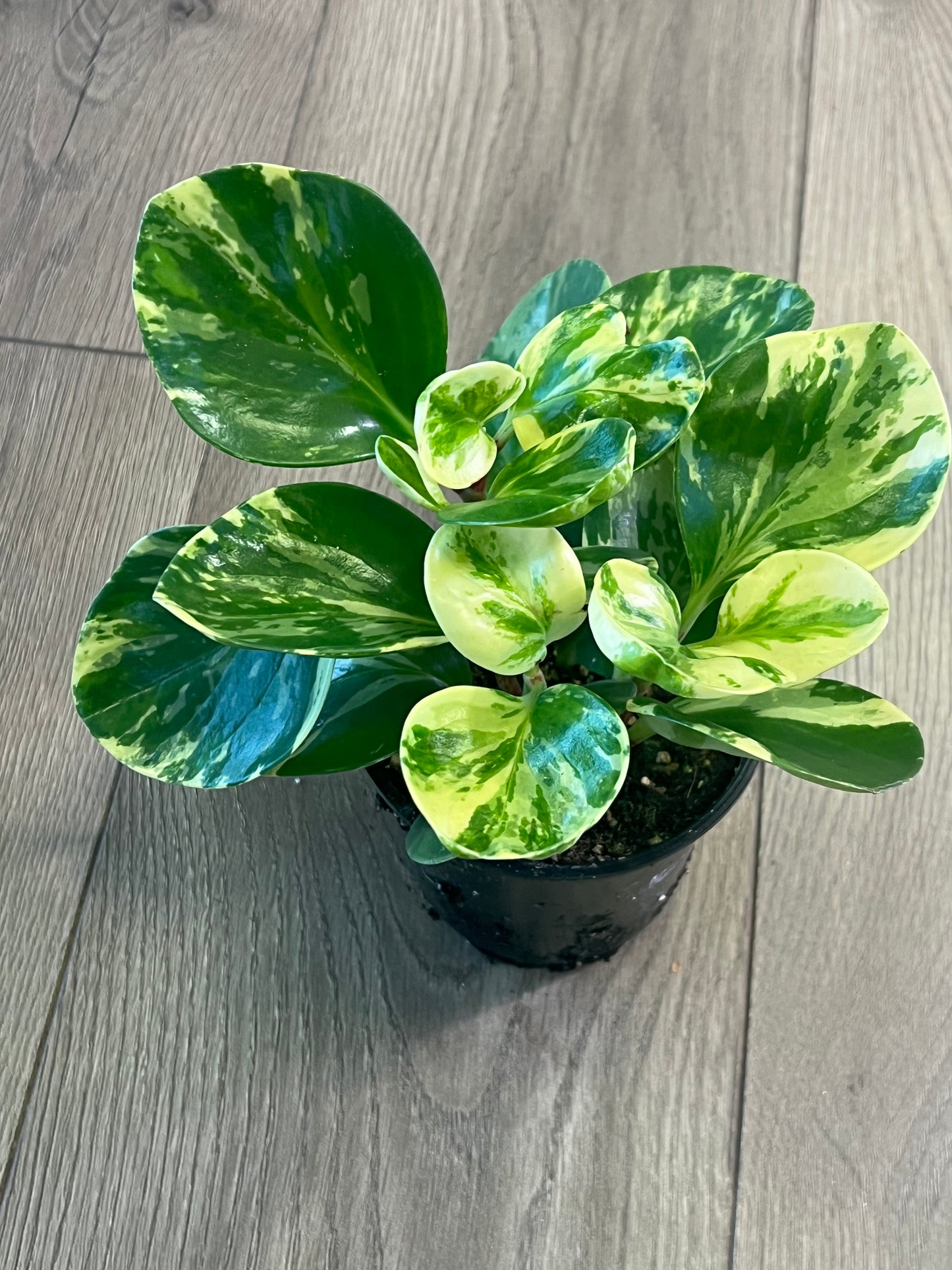 Peperomia obtusifolia 'Marble'